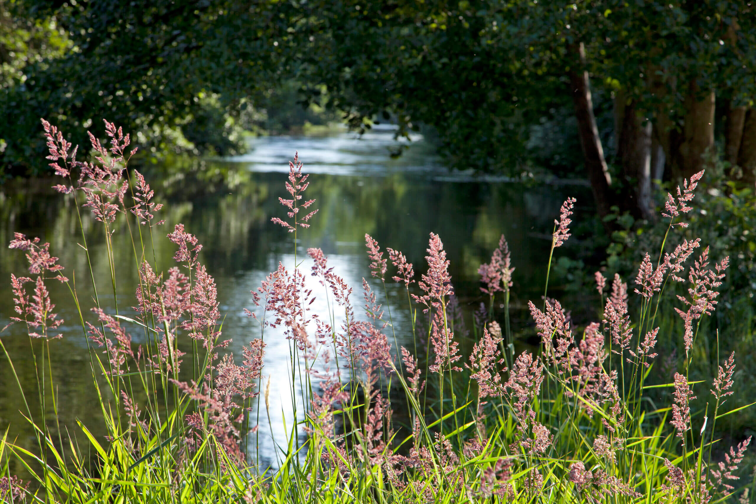 Fleurs sauvages sur le bord de la rivière de l'Avre qui serpente au milieu des arbres, à Musy en Eure-et-Loir