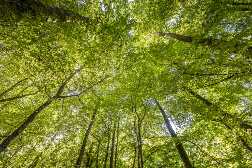 Arbres de la forêt de Senonches, en Eure-et-Loir