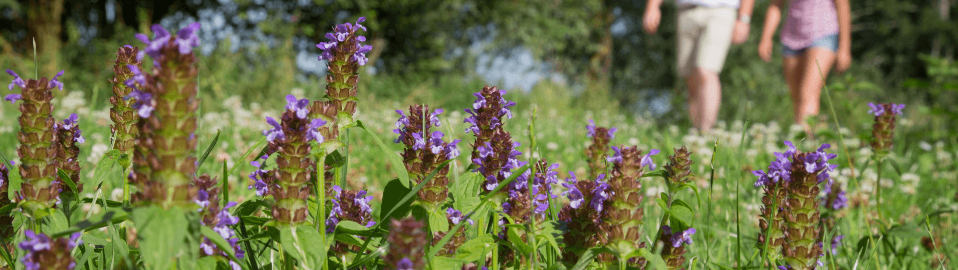 Balade nature dans les hauteurs de l'étang de Mézières Ecluzelles en Eure-et-Loir