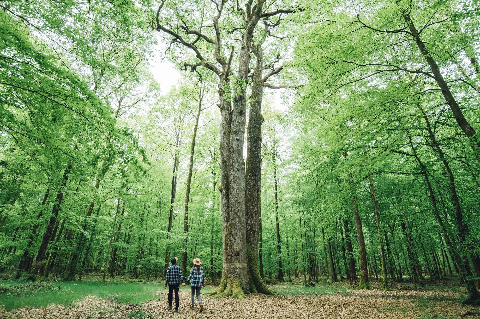 Couple en balade en forêt de Senonches, à la découverte des arbres remarquables