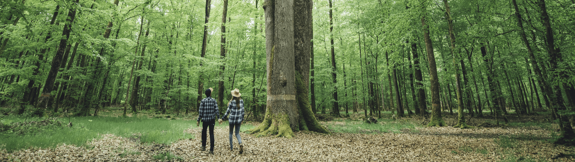 Randonnée pédestre en forêt de Senonches en Eure-et-Loir, à la découverte des arbres remarquables, dont le chêne des trois frères