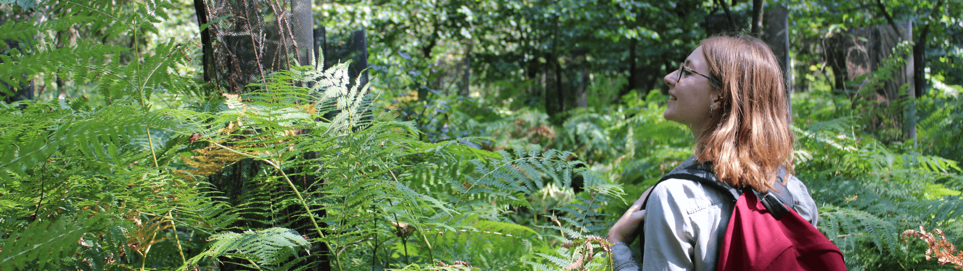 Randonnée pédestre en forêt des Mousseuses à La Ferté-Vidame en Eure-et-Loir