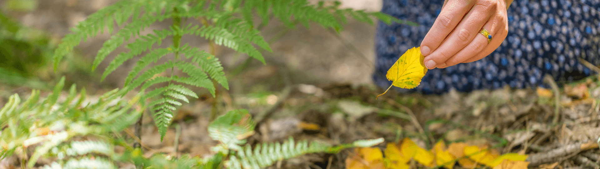 Balade nature en forêt de Senonches en Eure-et-Loir