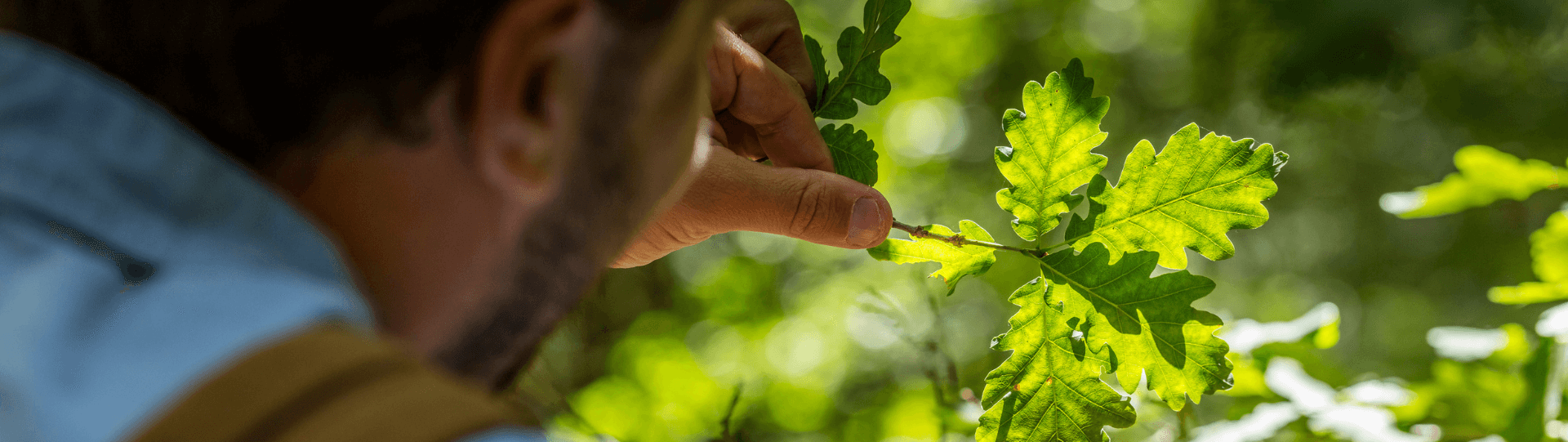 Randonneur à pied en forêt de Senonches en Eure-et-Loir observant la nature