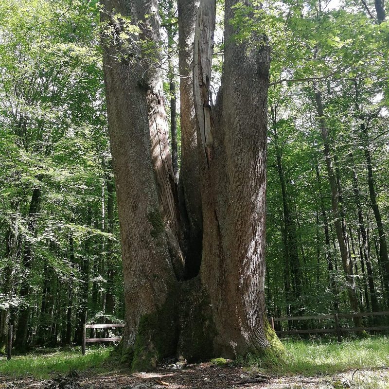 Arbre remarquable en forêt de Senonches : le chêne fauteuil