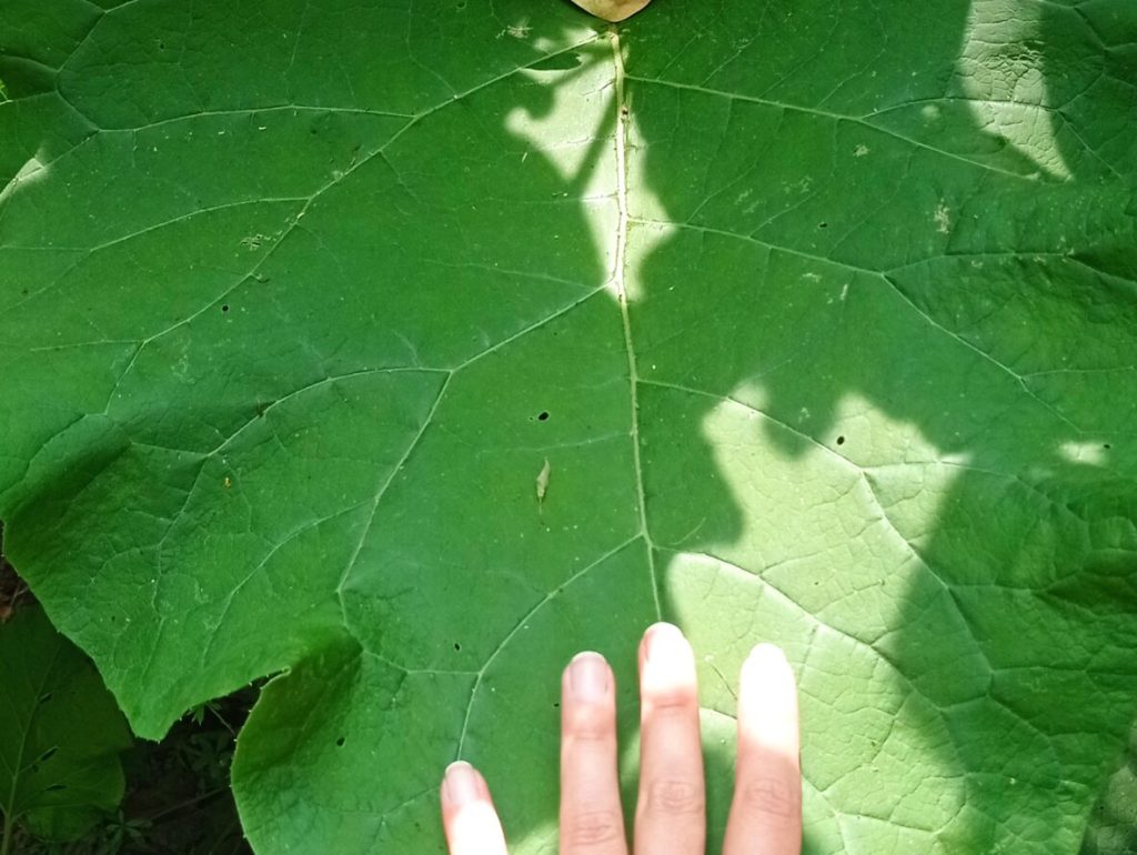 Balade nature avec Sentiers Carnutes à la découverte de la flore d'Eure-et-Loir